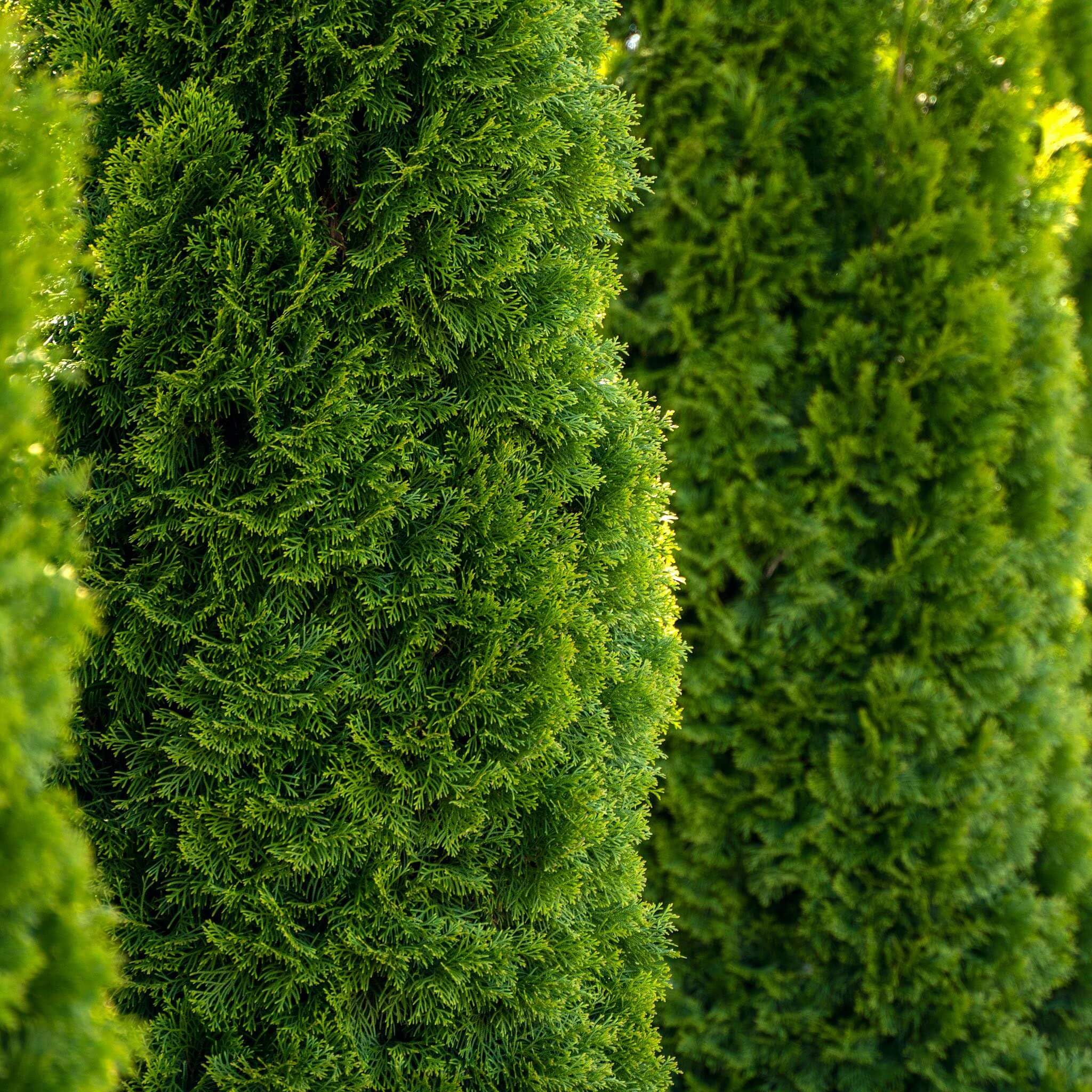Amazon.com : Emerald Green Arborvitae 1-2 ft. / Single : Patio