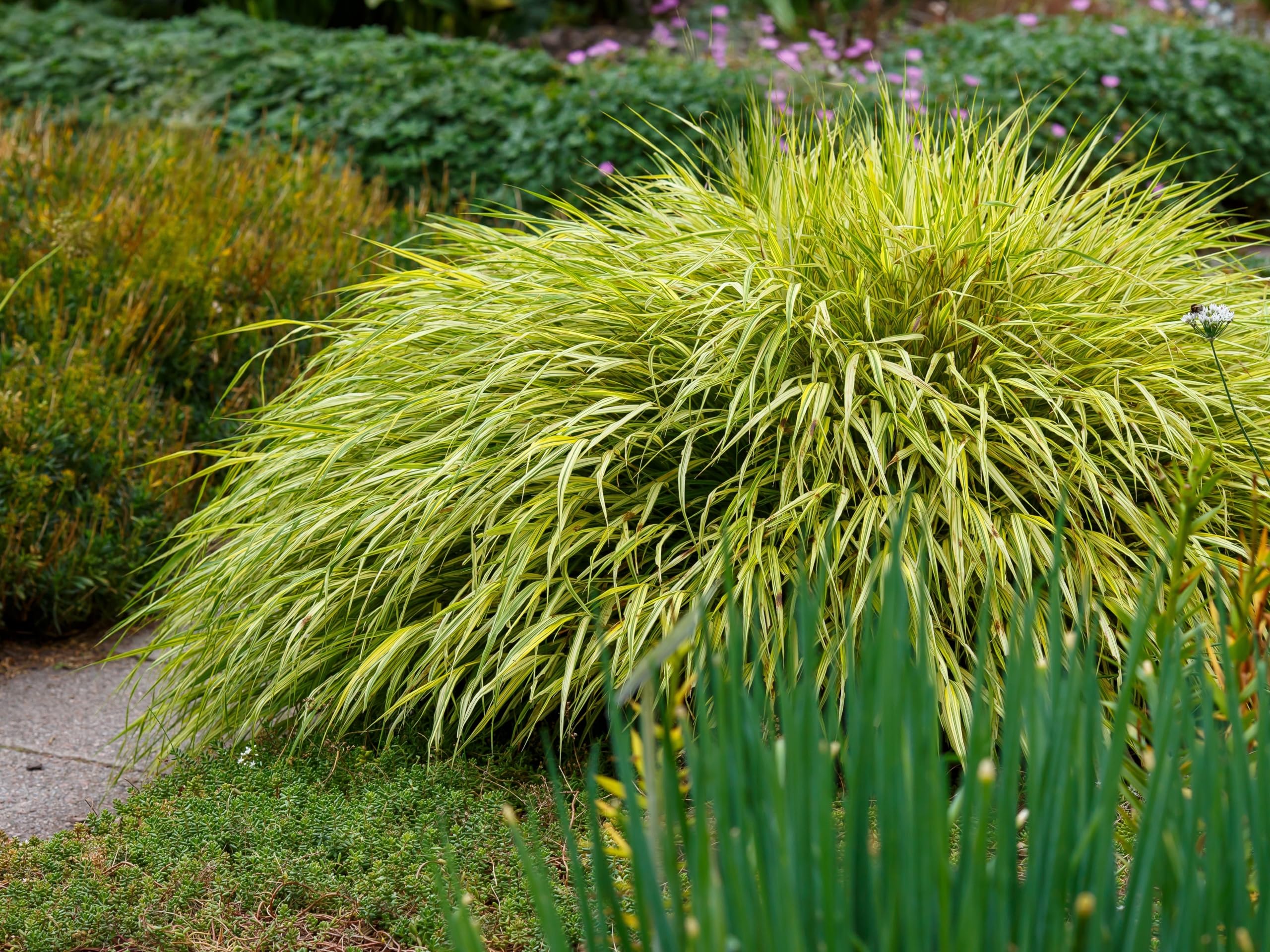 Japanese Grass Ground Cover Grow Plants Under Evergreens | Arborist
