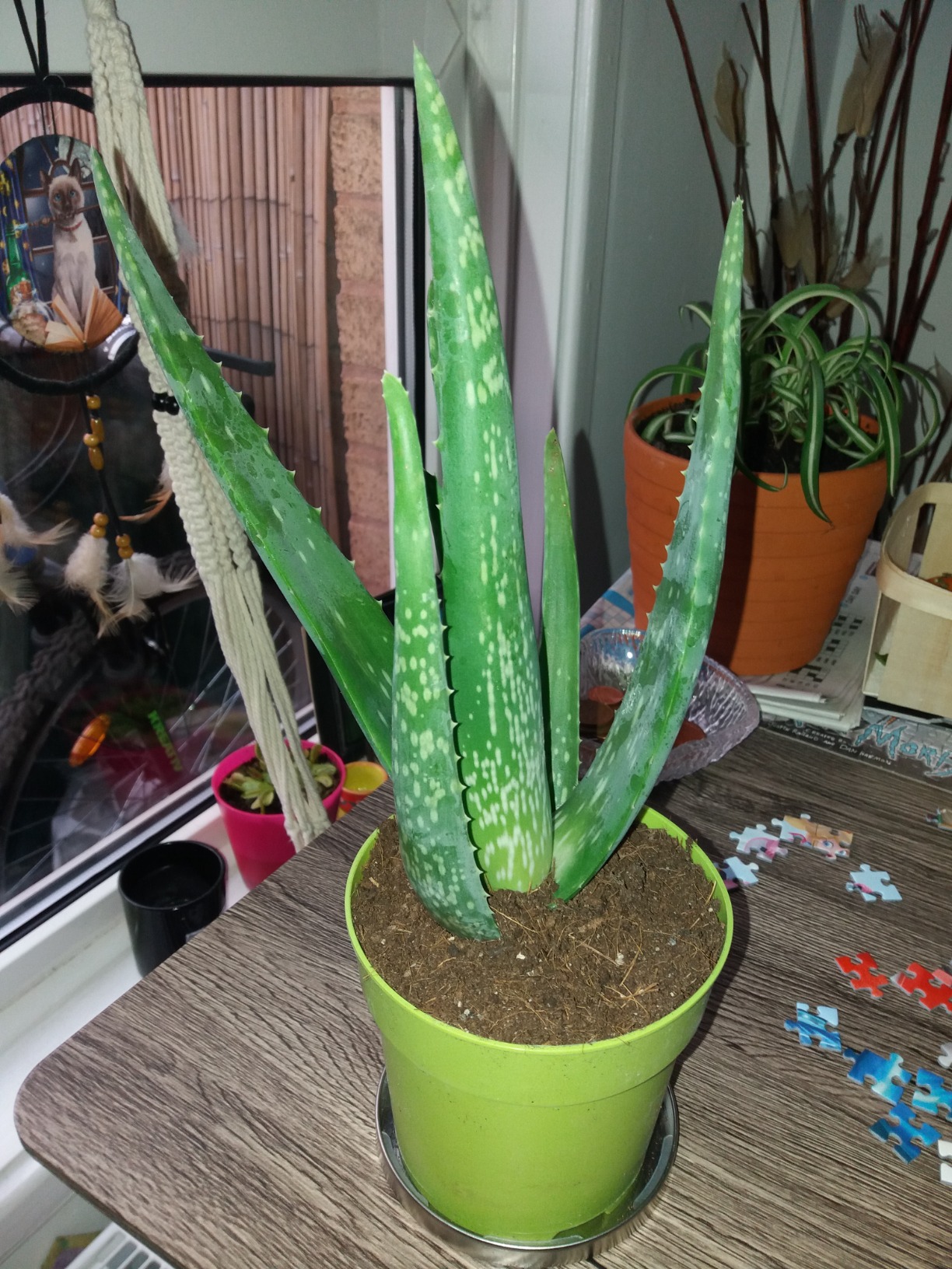 Planta De Aloe Vera Barbadensis | Purificadora De Aire Y Muy Fcil De Cuidar  | Tamao 25-35cm Con Maceta | Para Interior