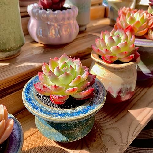 Miniatura 5 de Echeveria Crystal Rose - Plantas suculentas vivas raras, mini rosa de 1 cabeza de 2 pulgadas, raíz desnuda sin tierra de maceta, escritorio de