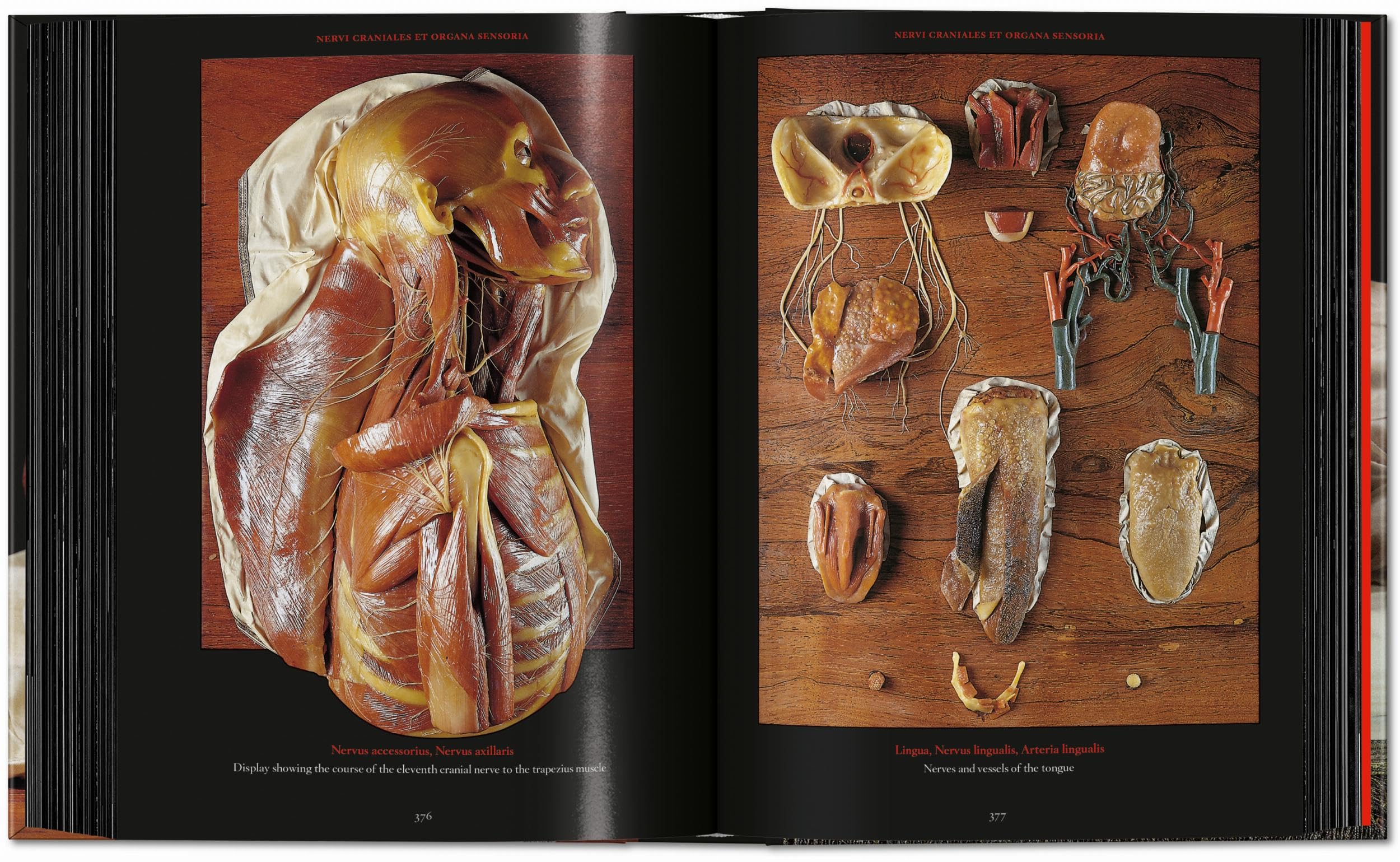 Anatomical Waxes. 45th Ed. (45th Edition)