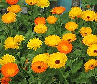DANIEL YARDS 500 Pcs Yellow Calendula Seeds Calendula Officinalis Organic Seeds for Planting, Fiesta Gitana