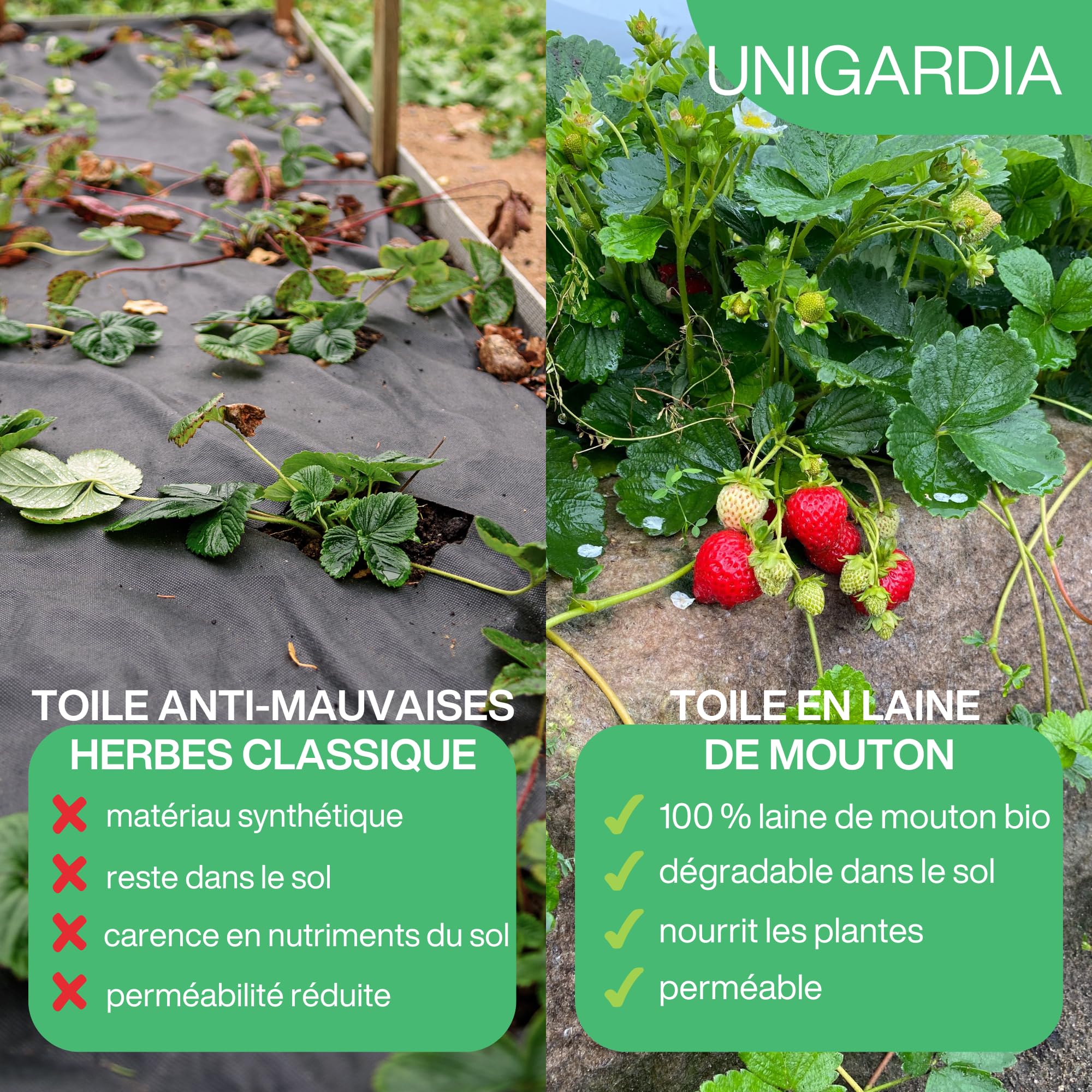 UNIGARDIA Feutre de Laine de Mouton 80 x 500 cm - Paillage Jardin 100% Naturel et Biodégradable - Tapis Sol Isolant Thermique pour Plantes - Protection Hivernale et Anti-Limaces