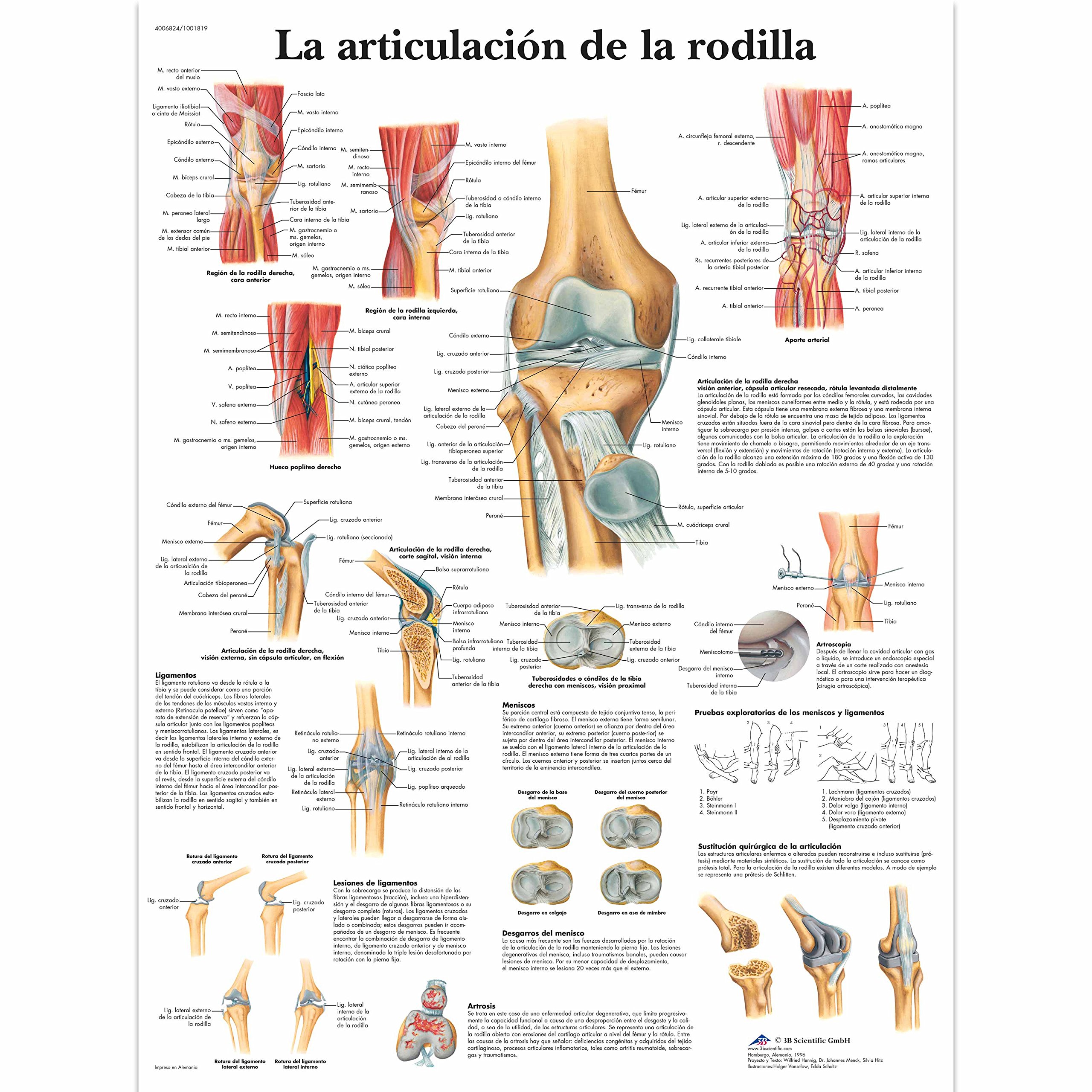 3B Scientific Printed in Paper, The Knee Joint, 1