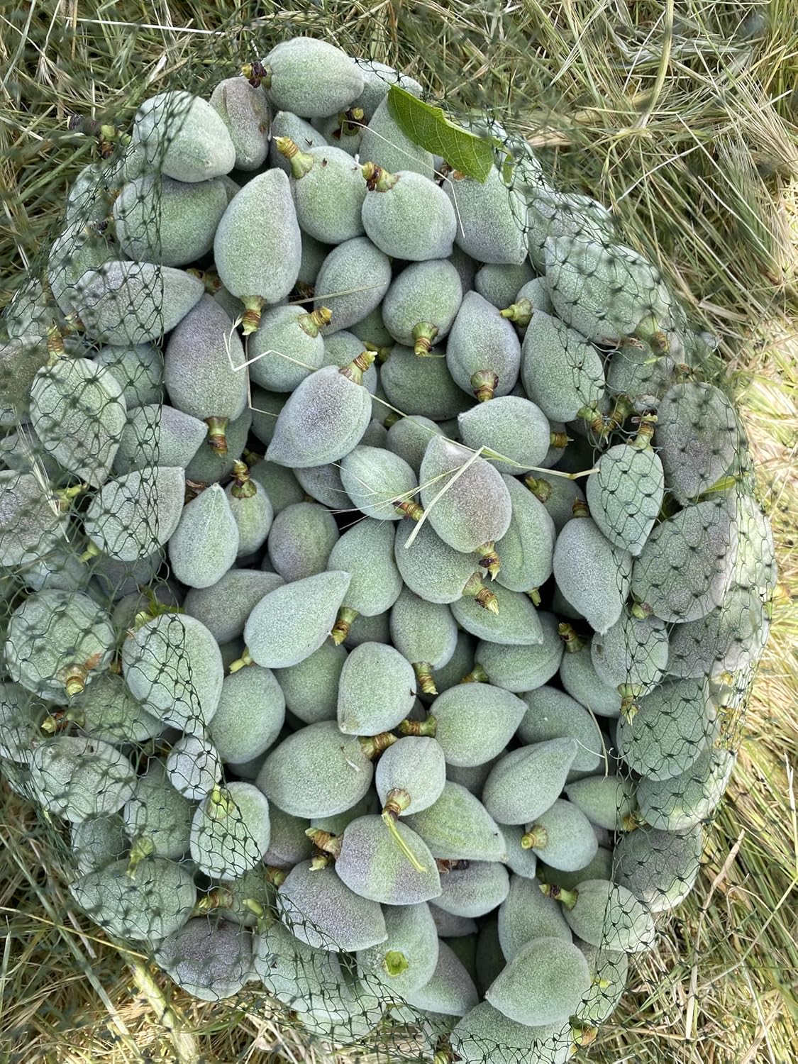Saray Gurme Unripe Almonds, Green Almonds, Fresh Green Almonds, Green Cagla Fruits, Raw Almonds, 2 LBS