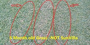 Review Image by CurnoworNever CurnoworNever