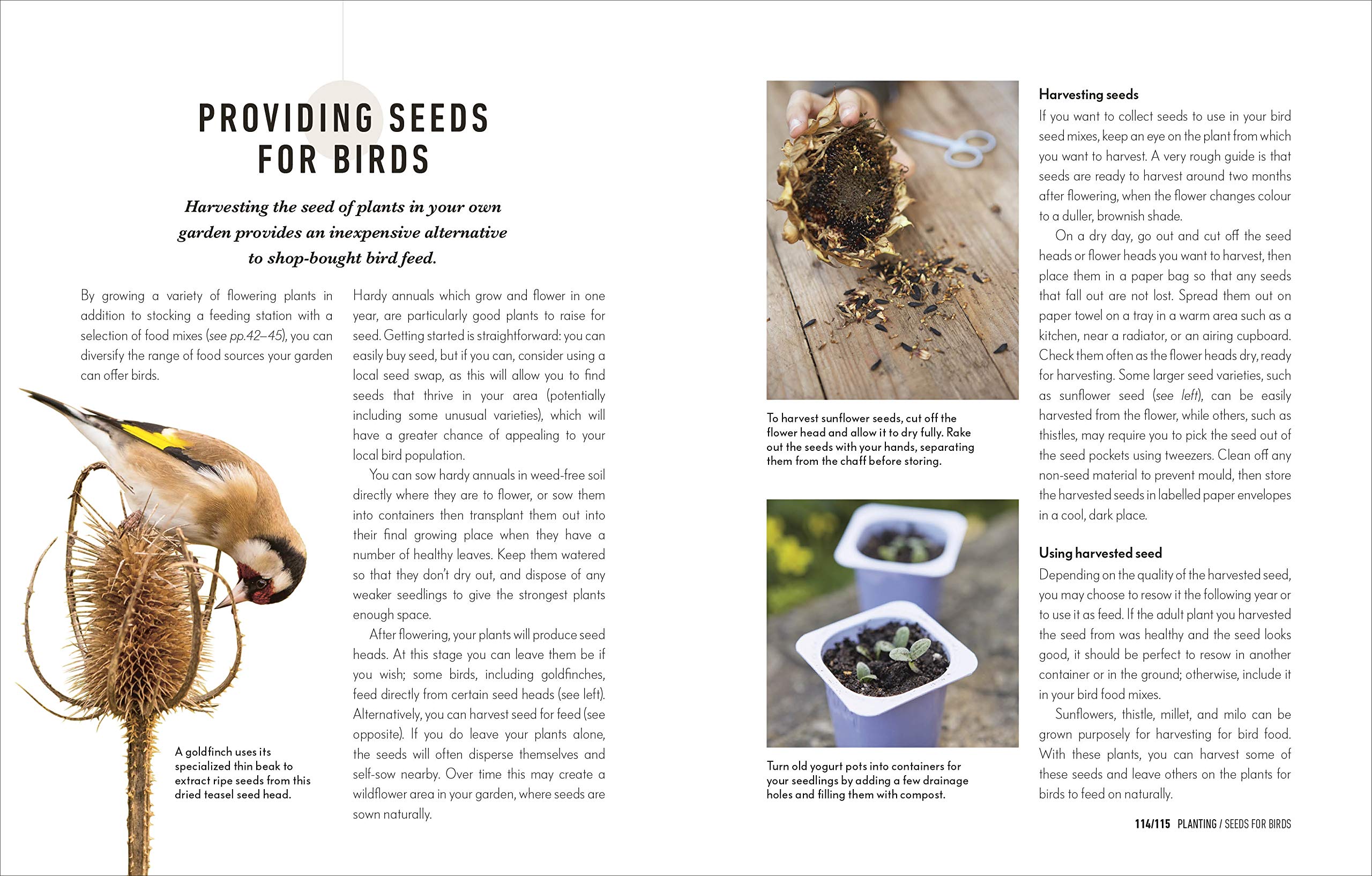How to Attract Birds to Your Garden: Foods they like, plants they love, shelter they need