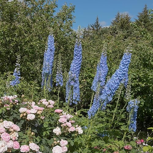 Outsidepride Delphinium Summer Skies - Semillas de flores cortadas para jarrones ramos arreglos - 2000 semillas