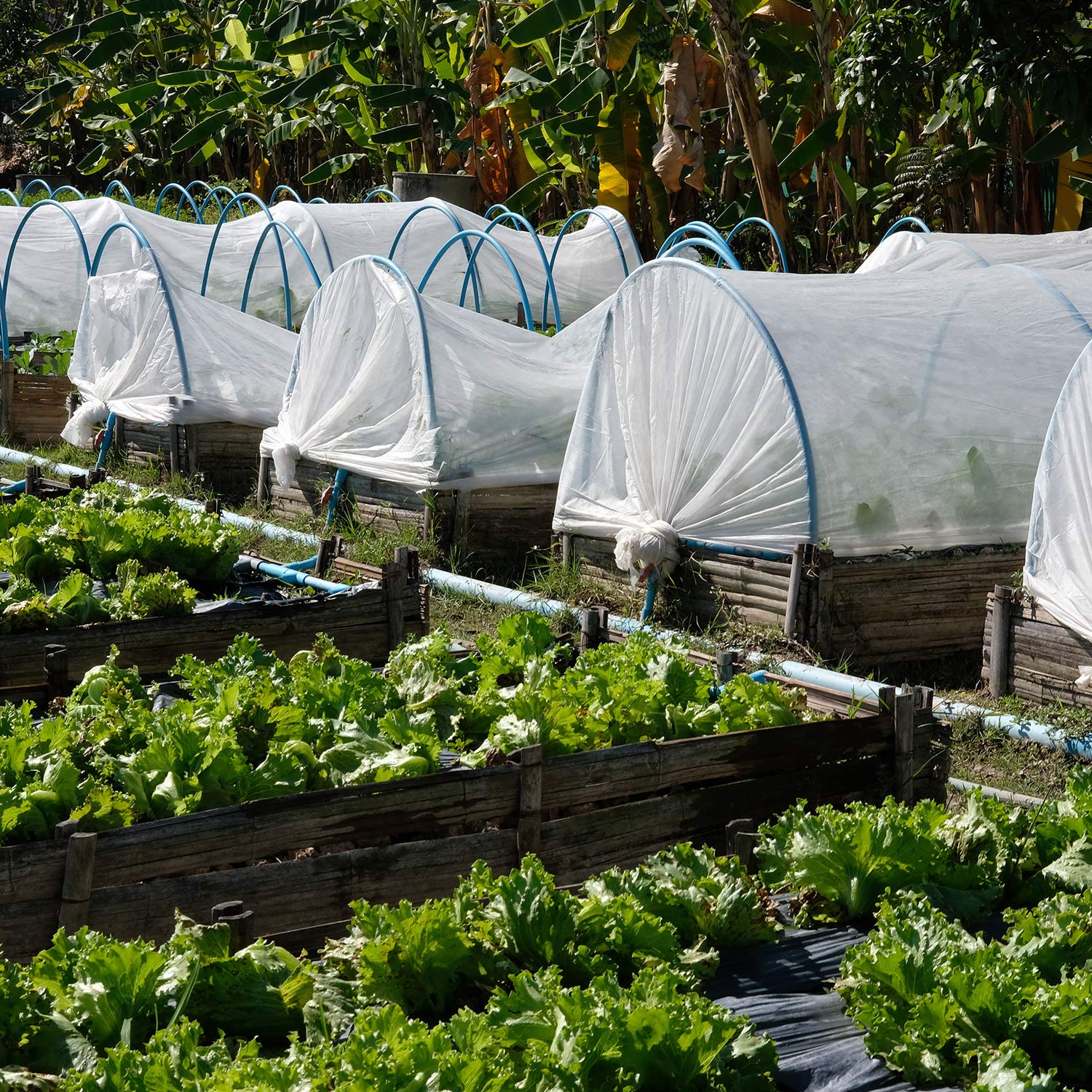 Zonon - Zanzariera da giardino a rete per mosche e uccelli, per caccia, protezione per le piante (bianco, 3 x 5 m)