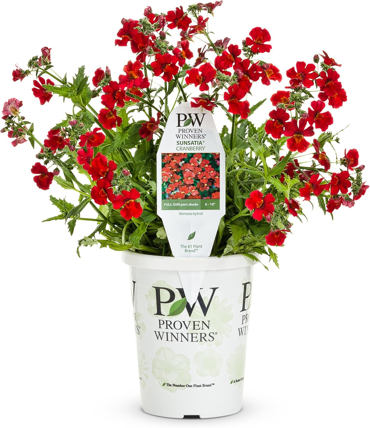 Proven Winners Sunsatia Cranberry (Nemesia) Live Plant