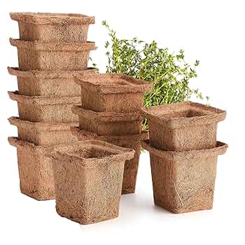 ココナッツ⭐︎ページ 91GZnvC9b5L._UF350,350_QL50_.jpg