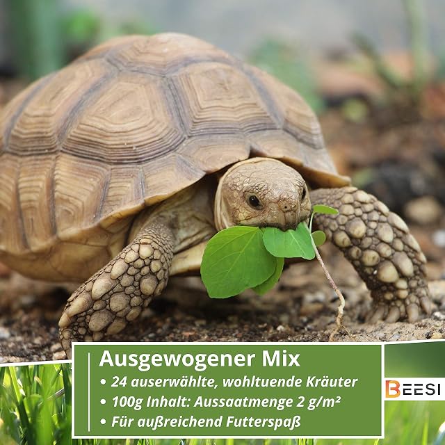 Foto 3 de 6 de BEESI Mezcla de semillas de tortugas de 100 g para plantas forrajeras, incluye instrucciones de siembra