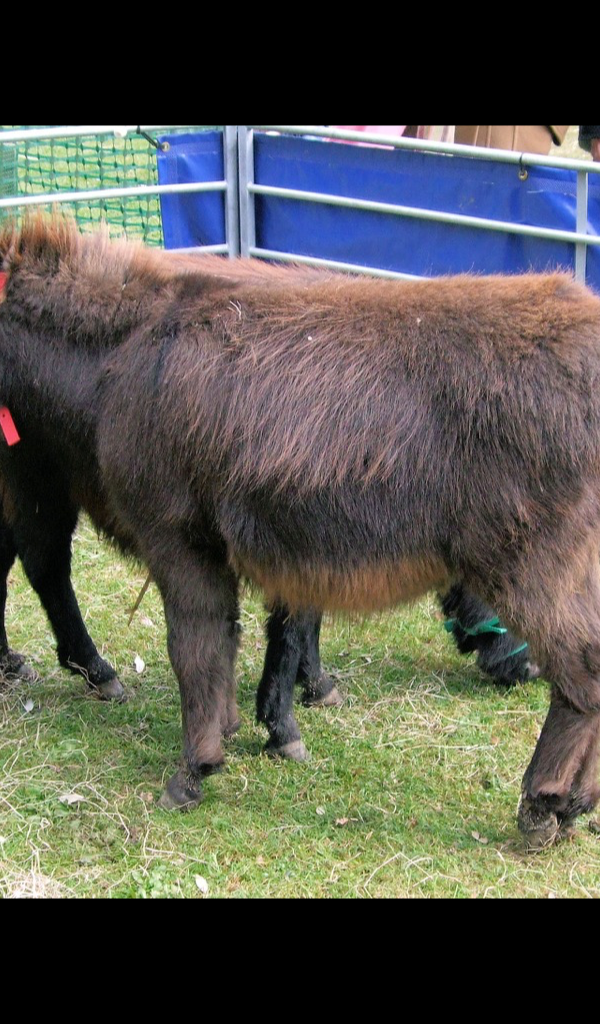 Miniature Donkey Wallpaper – HD Wallpapers of Miniature Donkeys! - App