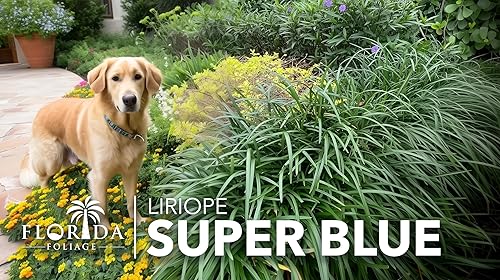 Miniatura 2 de Super Blue Lilyturf - Liriope Muscari - 5 macetas vivas de 4 pulgadas - Plantas de cobertura vegetal tolerantes a la sequía de bajo mantenimiento