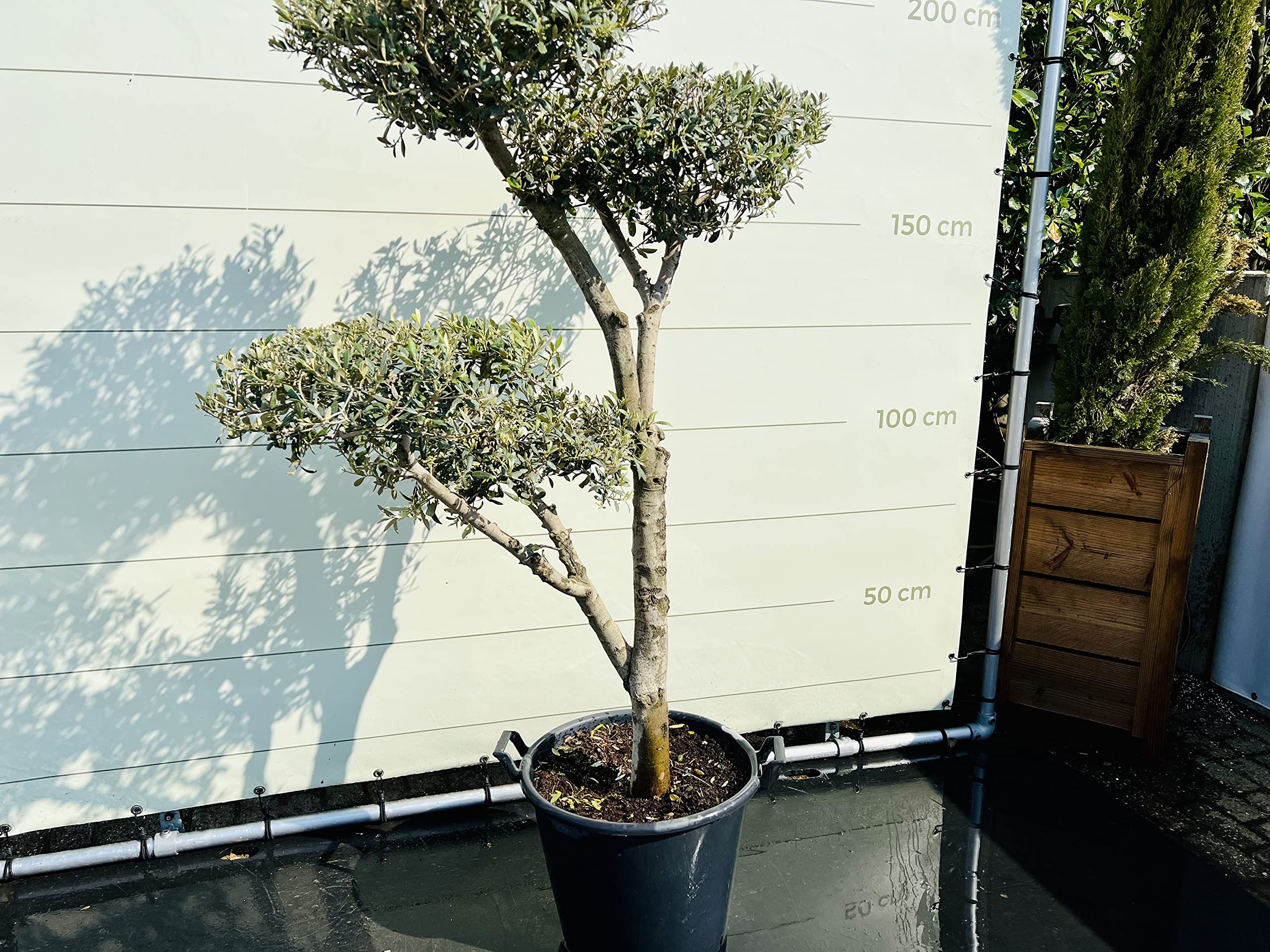 Olea Europea - pon d'olivier, taille du tronc 20-25cm