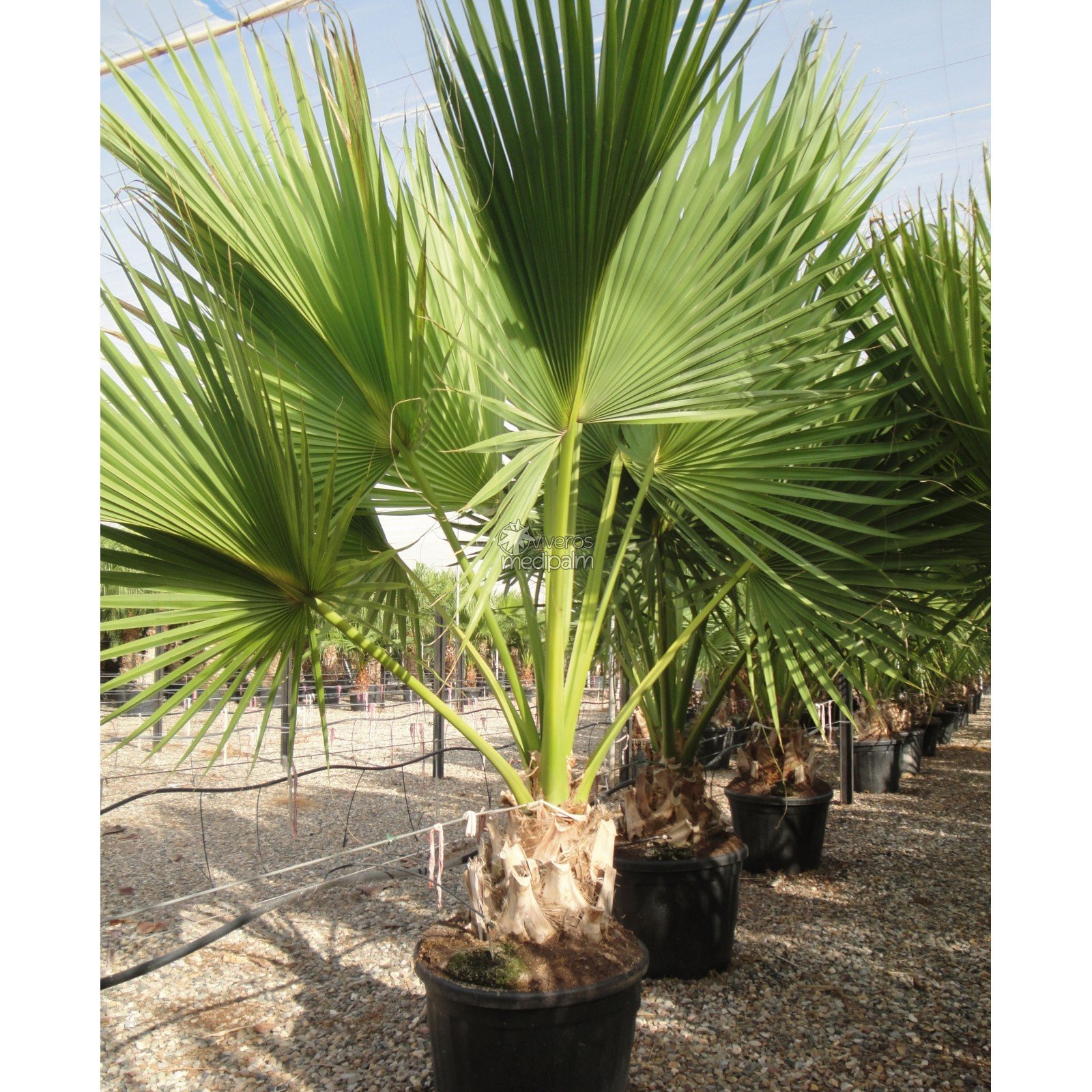 Amazon｜【観葉植物／種子】Sabal Palmettoパルメットヤシ