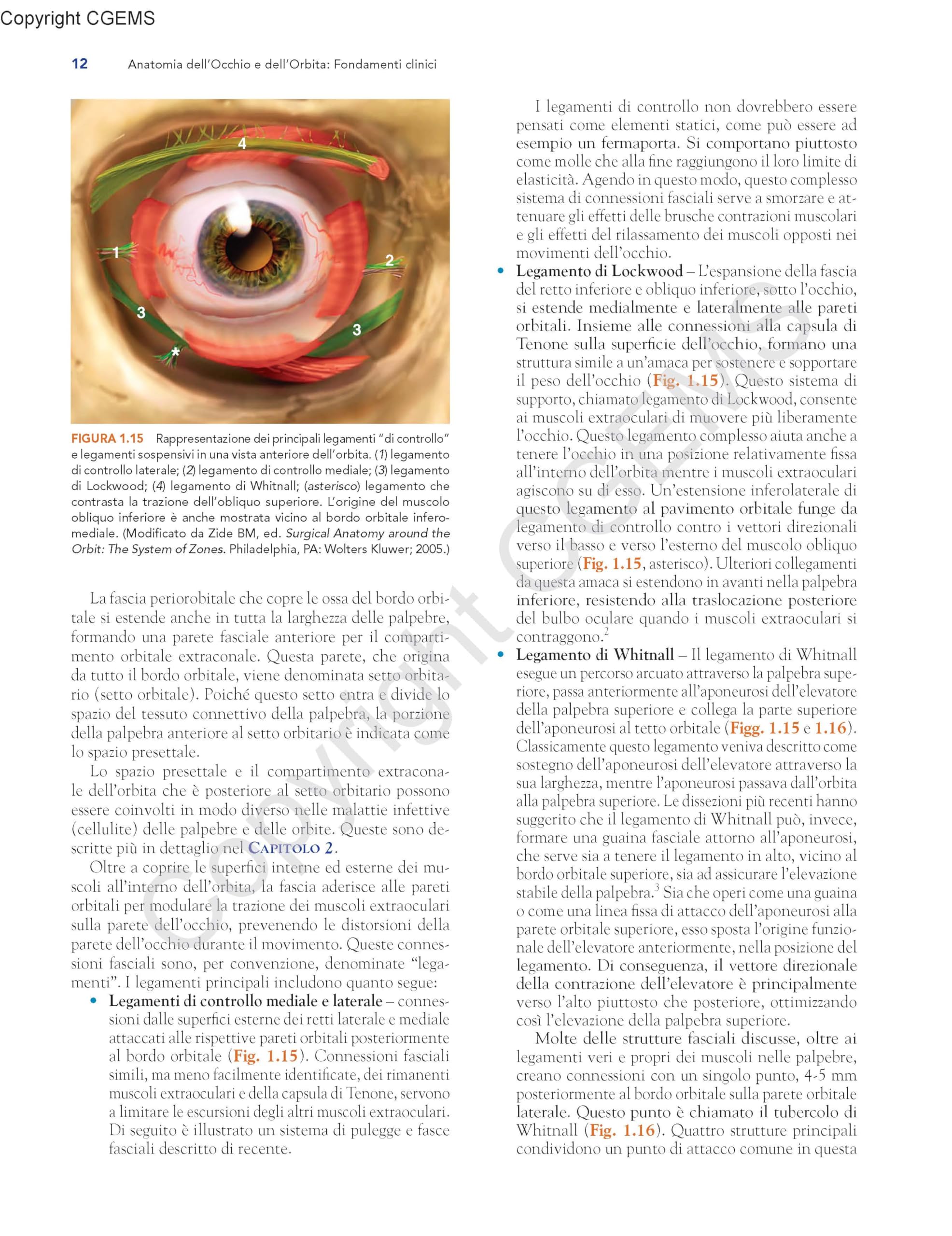 Anatomia dell'occhio e dell'orbita. Fondamenti clinici