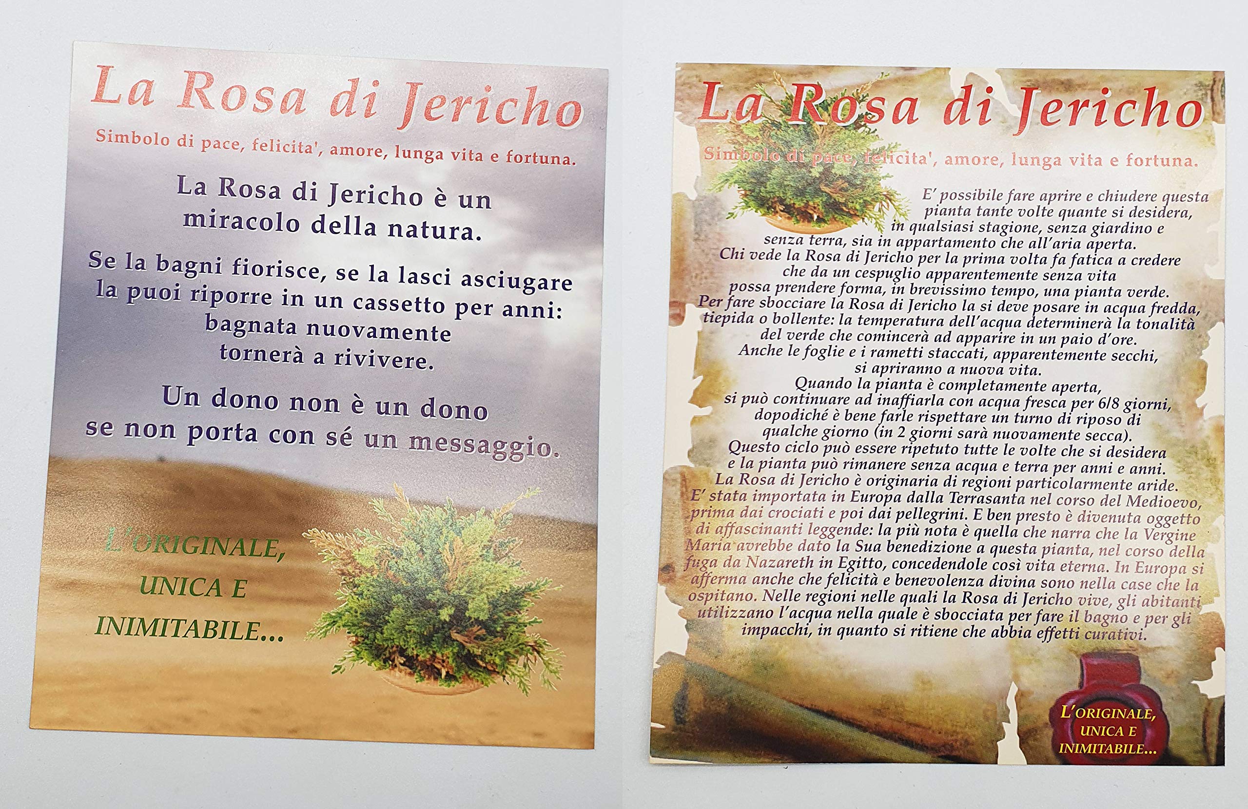 Rose De Jéricho X2 - Plante De Résurrection | Selaginella Lepidophylla | Purification Énergétique | Satisfait Ou Remboursé