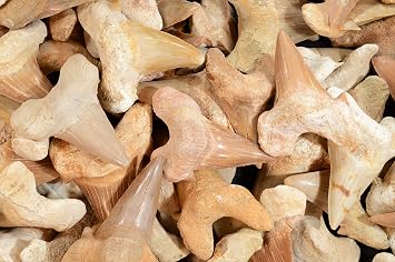 Shark Tooth 1 1/2 Morocco Fossil Raw Rock Mineral Third