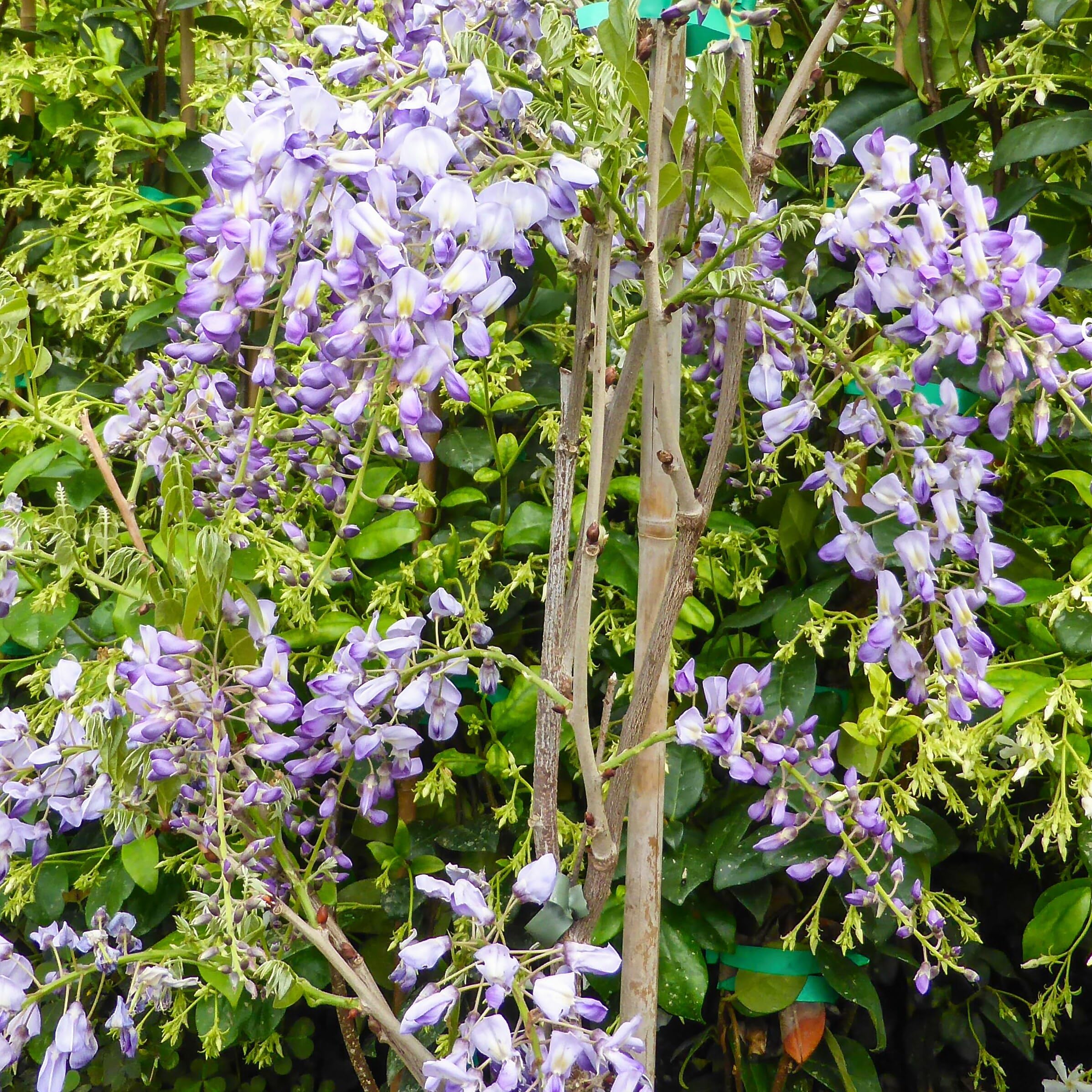 Glicine a Fiore Viola, 2 piante alte 40/60 cm, vaso 9