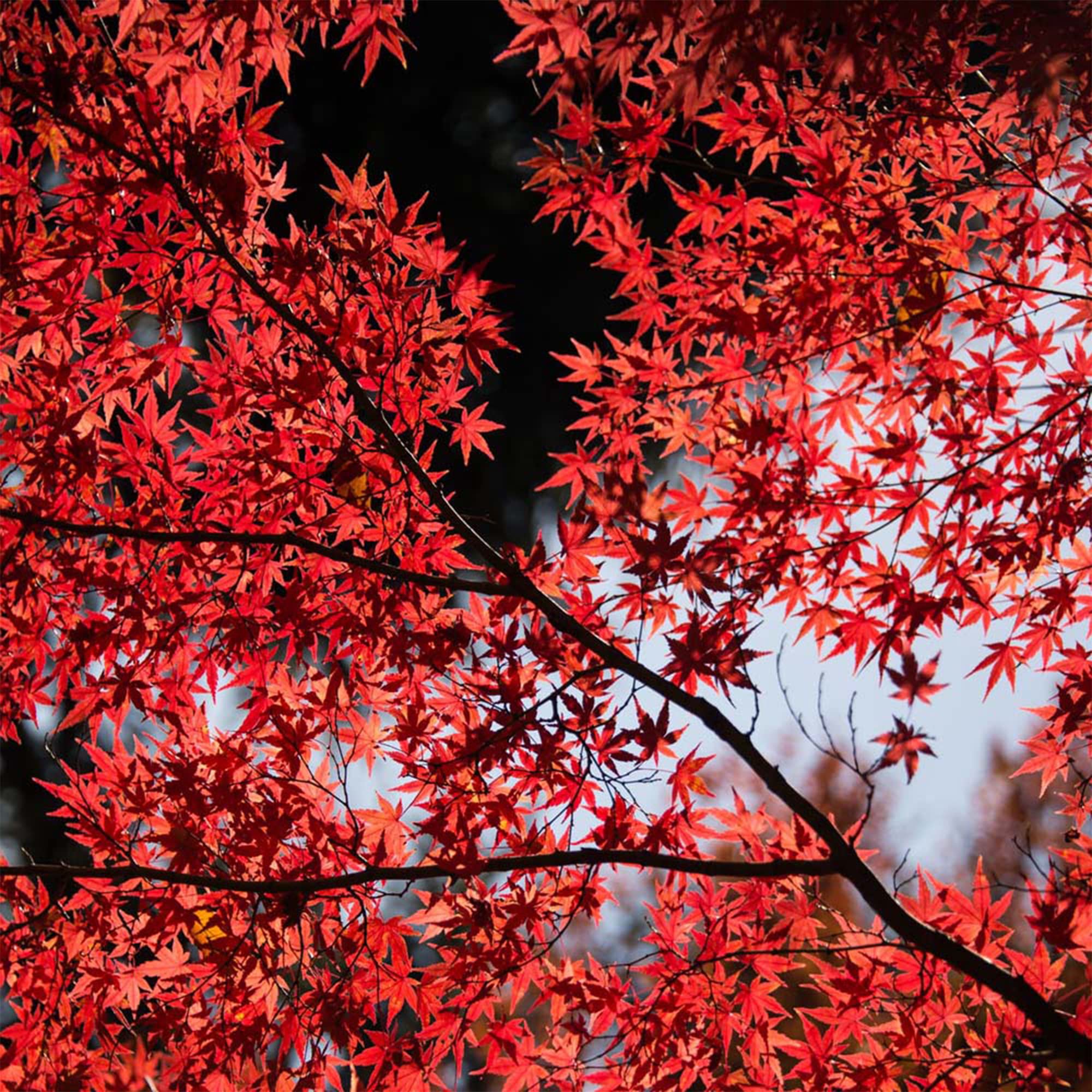 Acer palmatum 'Bloodgood' Red Japanese Maple Tree