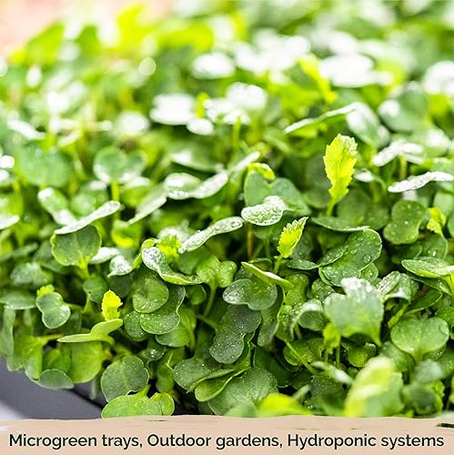 Miniatura 6 de KVITER Semillas de berros  500 semillas de hierbas orgánicas chinas para plantar, ideales para jardín de hierbas, grupos de jardines comunitarios,