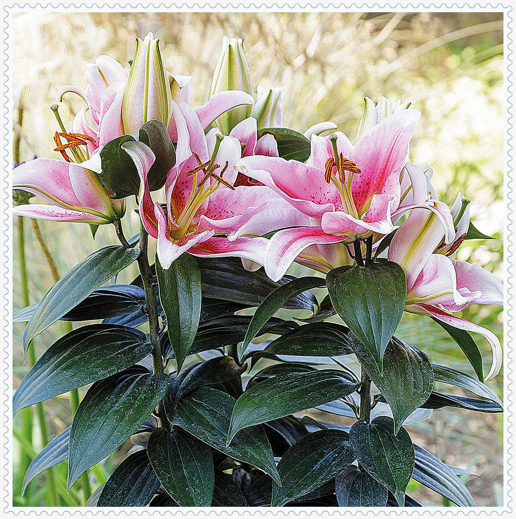 Lily Hardy Perennial,Lily Plants UK, Excellent Display-4bulbs-E
