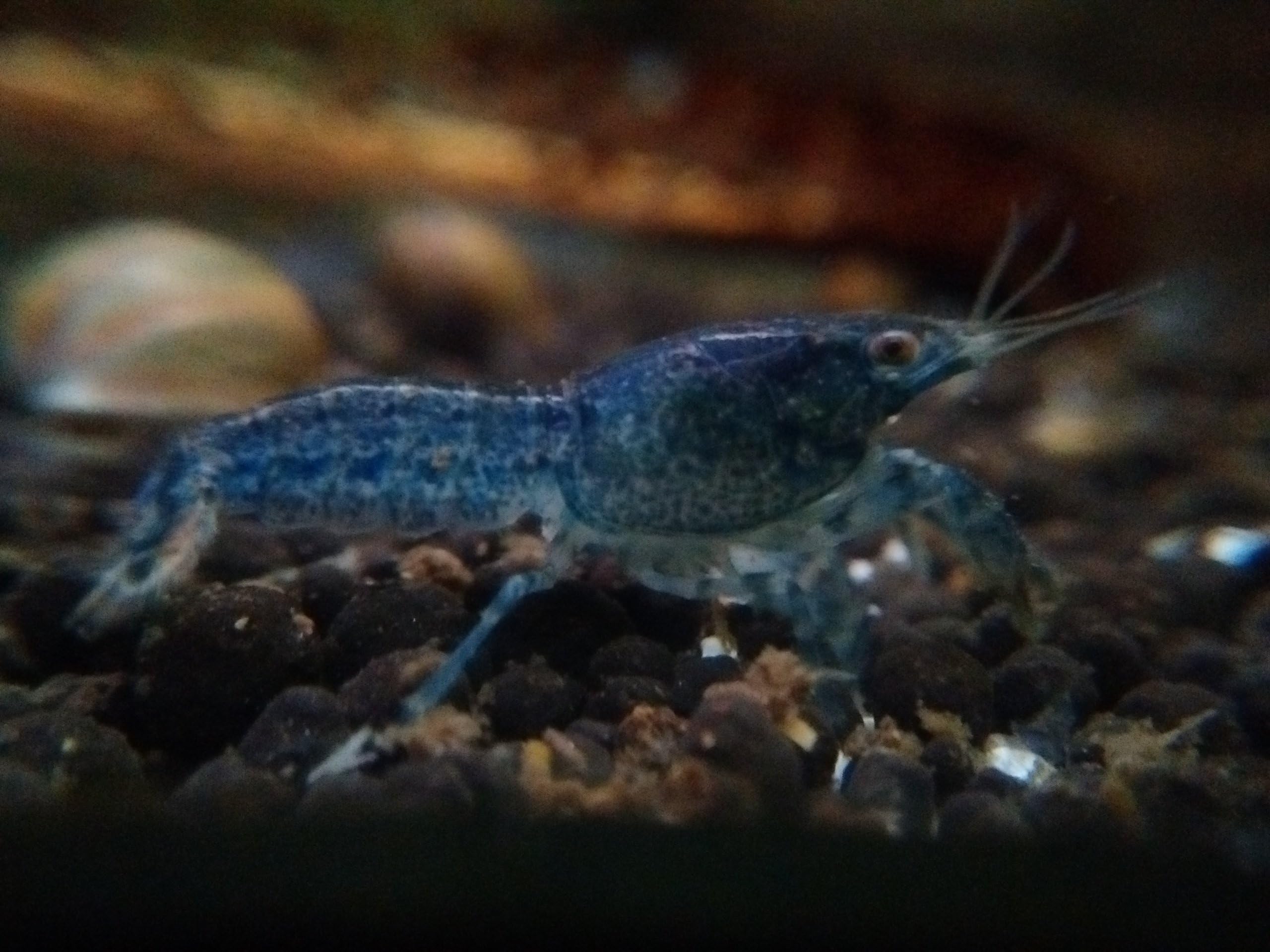 Dwarf Blue Crayfish by OneStopAquatics.com (1 Dwarf Blue Crayfish) by One Stop Aquatics