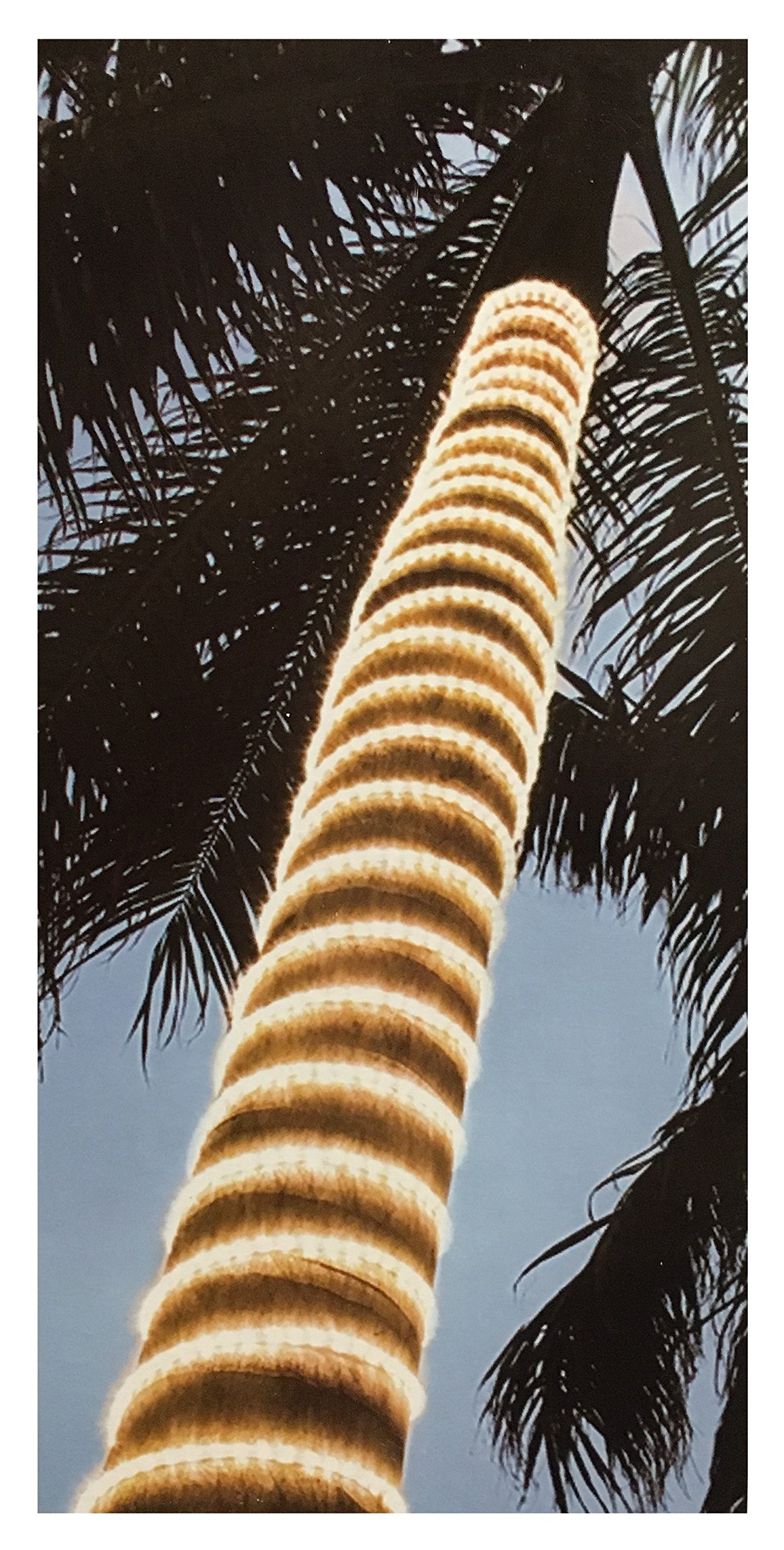 Dual Color LED Rope Light 210 LED Bulbs