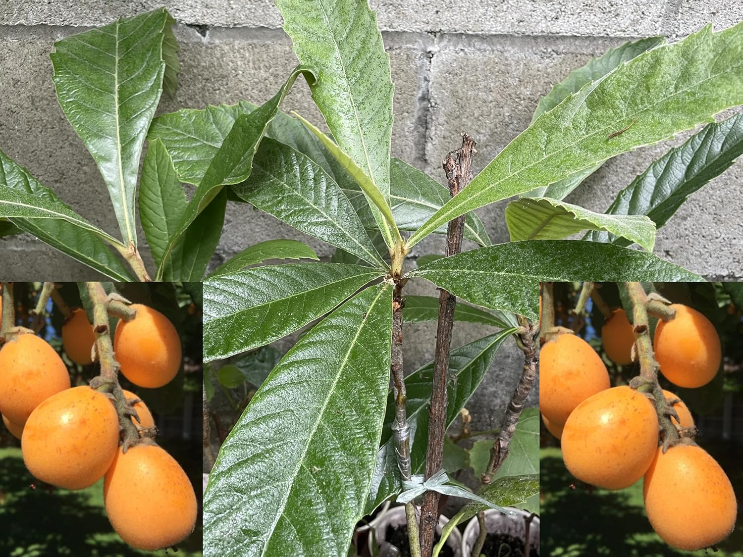 Sale! 1 Grafted Perennial Golden Loquat Fruit Live Seedling Tree,Japanese Plump Live Tree App. 30"