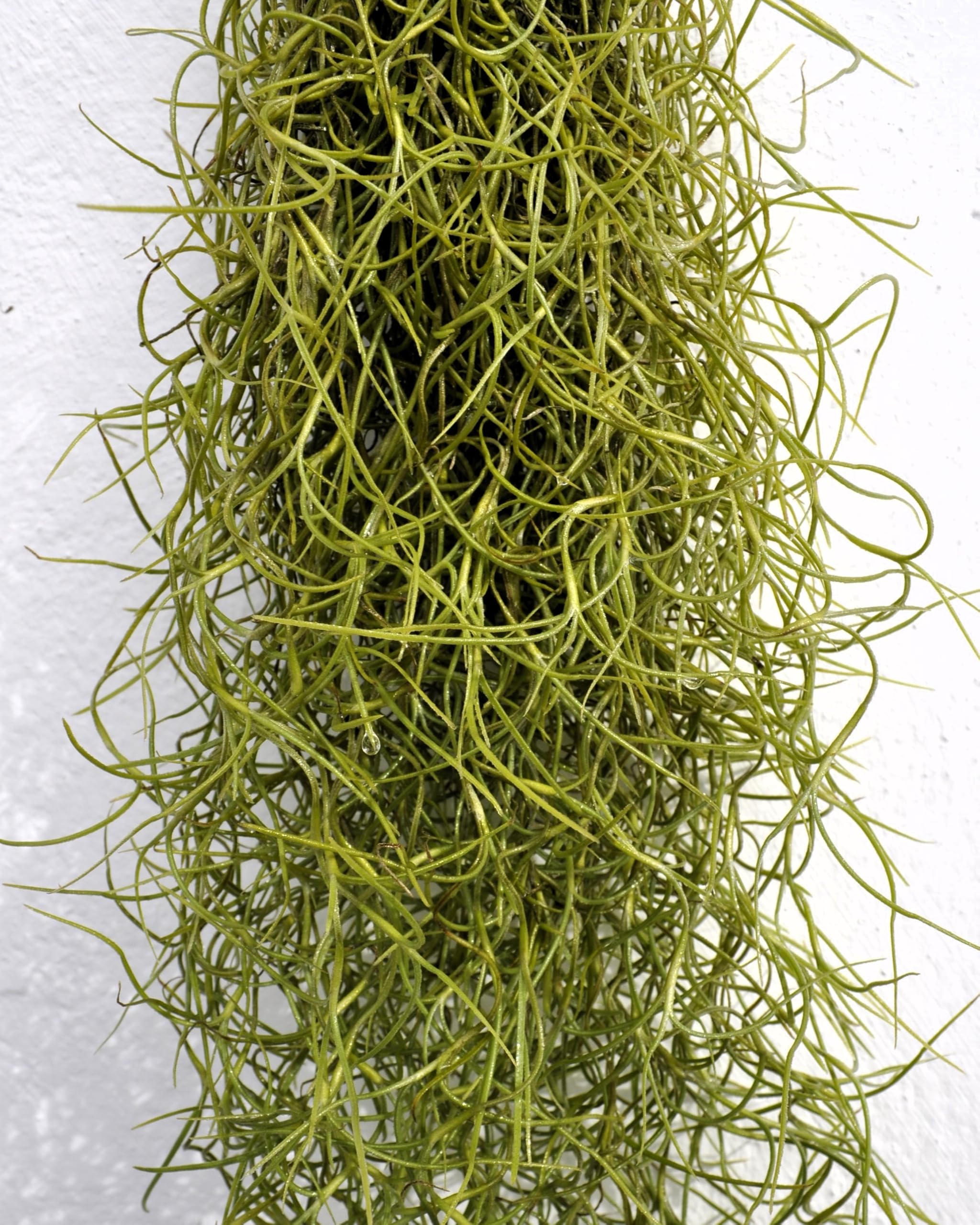 Tillandsia usneoides, Curiosarium, Barba de Viejo, Musgo Español, Planta del Aire, Planta Exótica, Verde Grisáceo, Interior/Exterior, Sin Sustrato, Colgante Decorativa, Longitud 50 cm, Diámetro 15 cm.
