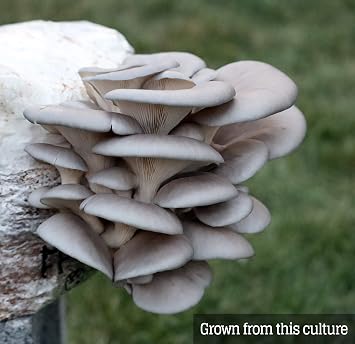 Mushroom Liquid Culture - Blue Oyster (Pleurotus ostreatus)