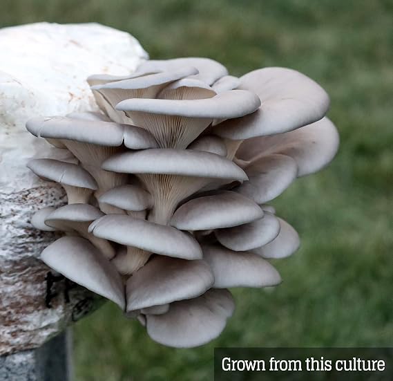 Mushroom Liquid Culture - Blue Oyster (Pleurotus ostreatus)