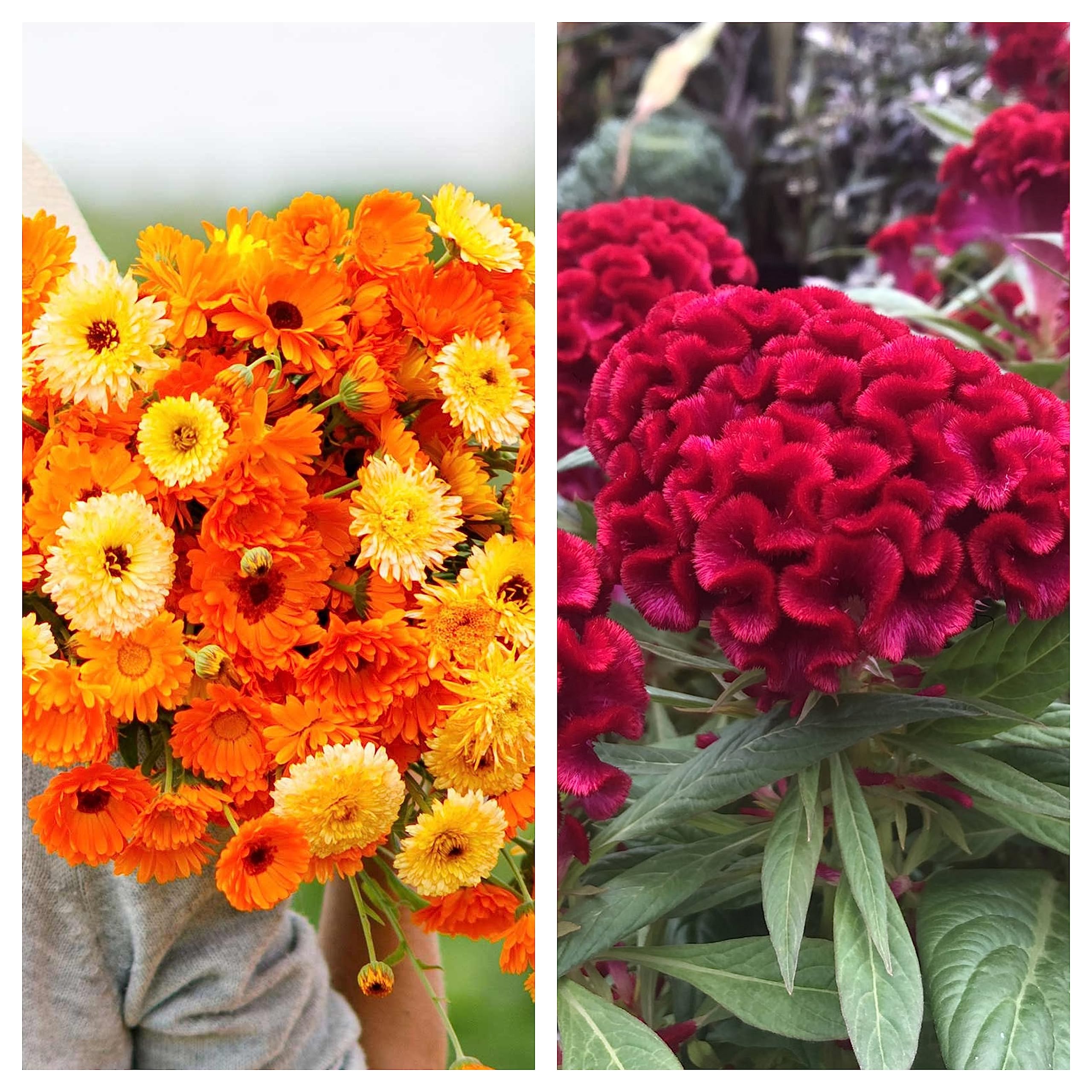 JIGNISHASEEDS Calendula Mix & Coskscomb Red Combo Flower Seeds (Pack Of 2) (B0C7LFP4RG) Amazon Price History, Amazon Price Tracker