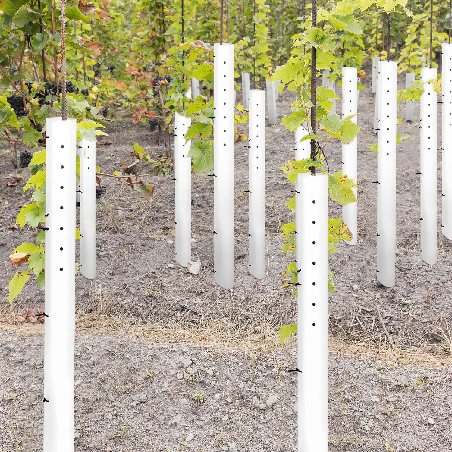Pushglossy 5 Pack 48 Inch Tree Seedling Sapling Grow Tube Standard Vented Seedling Protectors Split Tree Grow Protector with Releasable Zip Ties Plant Shelter for Trunk Against Deer Rodent
