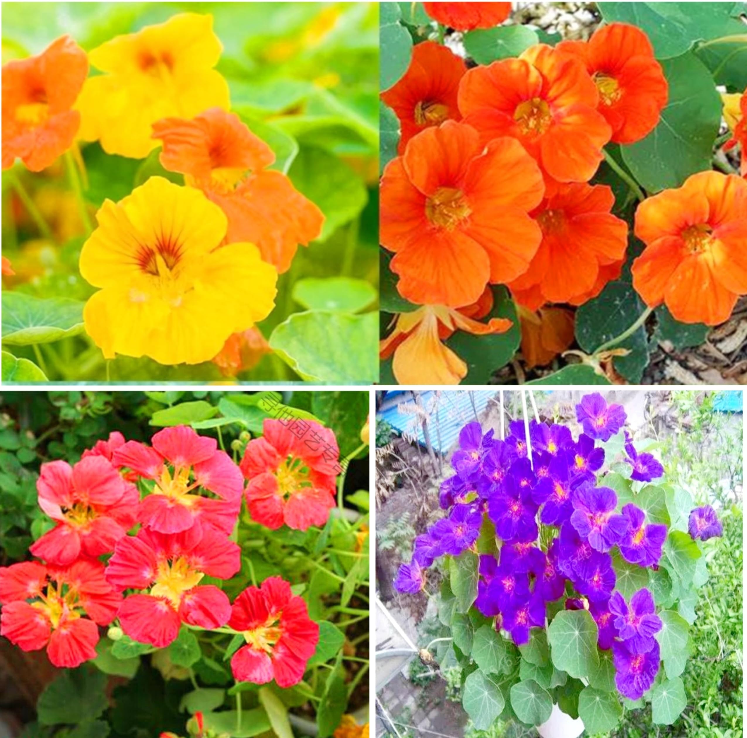 100 Nasturtium Seeds Tropaeolum majus Edible Flowers and Leaves - Spicy Flavor - Pepper Substitute Mixed Colors