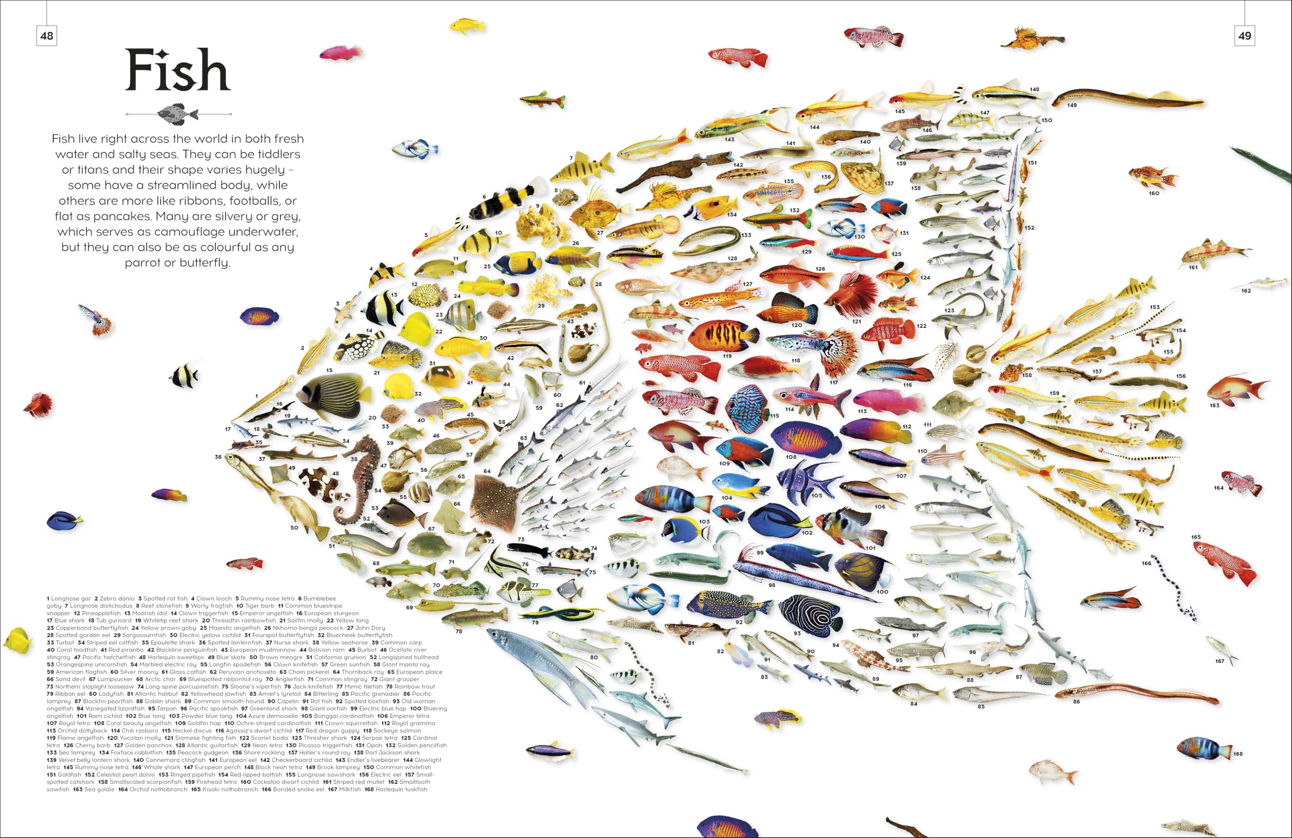 Shapes of Nature: A Big, Beautiful Book of the Natural World for Kids