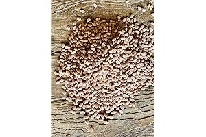 North Lily Pinto Beans: A Budget-Friendly and Nutritious Bulk Solution