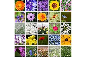 1 Lb 16 000+ Annual Wildflower Mix Seeds