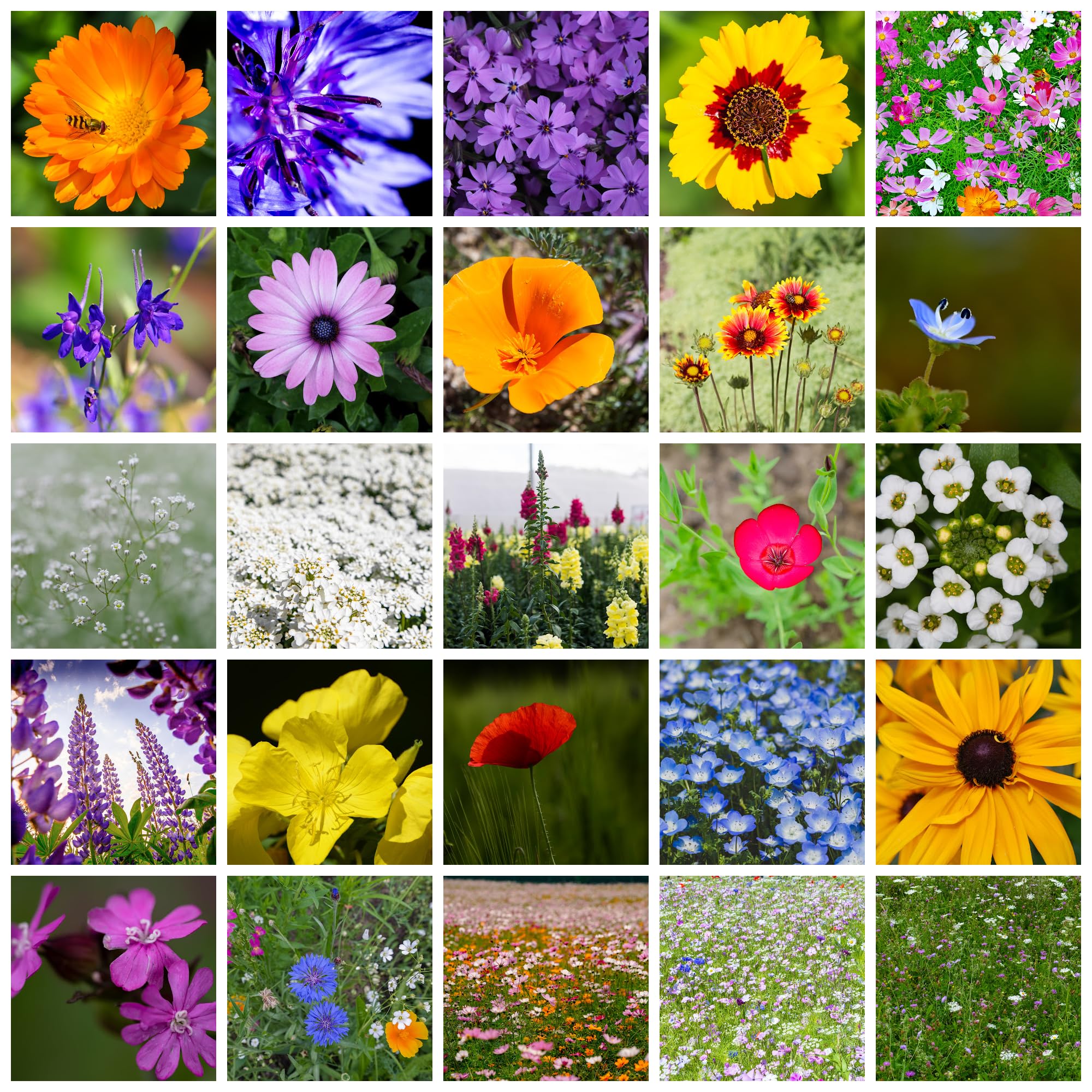 Mountain Valley Seed Company All Annual Wildflower Mix
