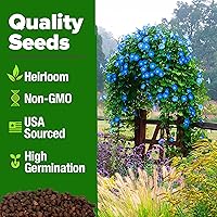 Vista 257 de HOME GROWN Más de 1000 semillas de cilantro para plantar en interiores o exteriores, hierbas tradicionales sin OMG, semillas de plantas de cilantro