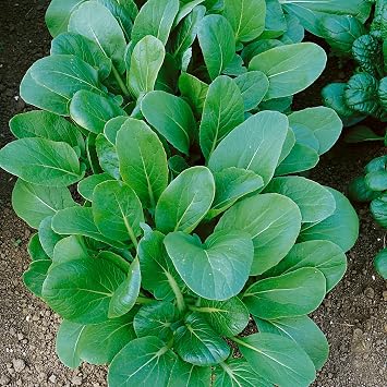 Organic Black Knight Tat SOI Mustard Seeds - 2 g Packet 1071 Seeds - Non-GMO, Certified Organic, Heirloom - Vegetable/Herb Garden, Growing Microgreens - Brassica rapa