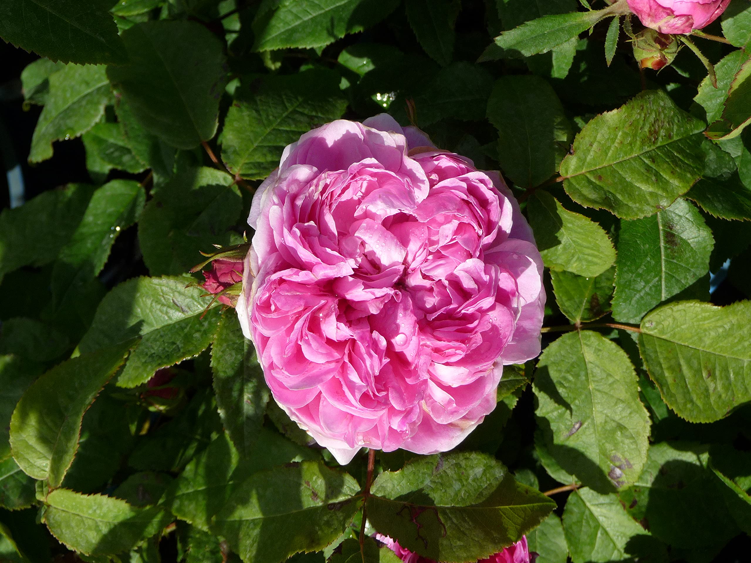 Garten-Schlüter Historische Rose 'Jacques Cartier'