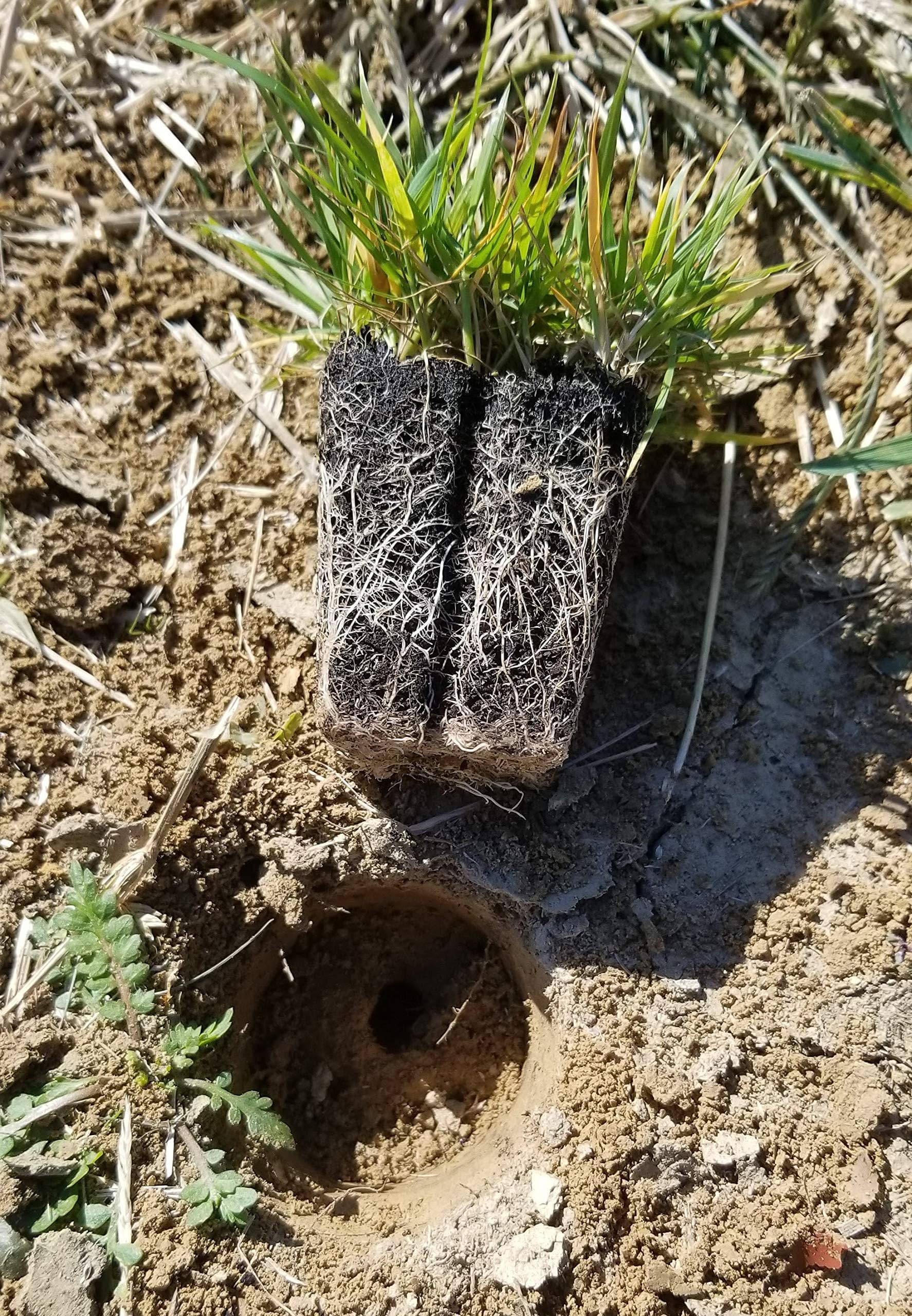 Floratam St. Augustine Grass Plugs / Box of 72 Patio