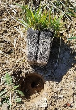 Zoysia Plugs - 50 Large Grass Plugs - Drought Tolerant, Low Maintenance EZPLug