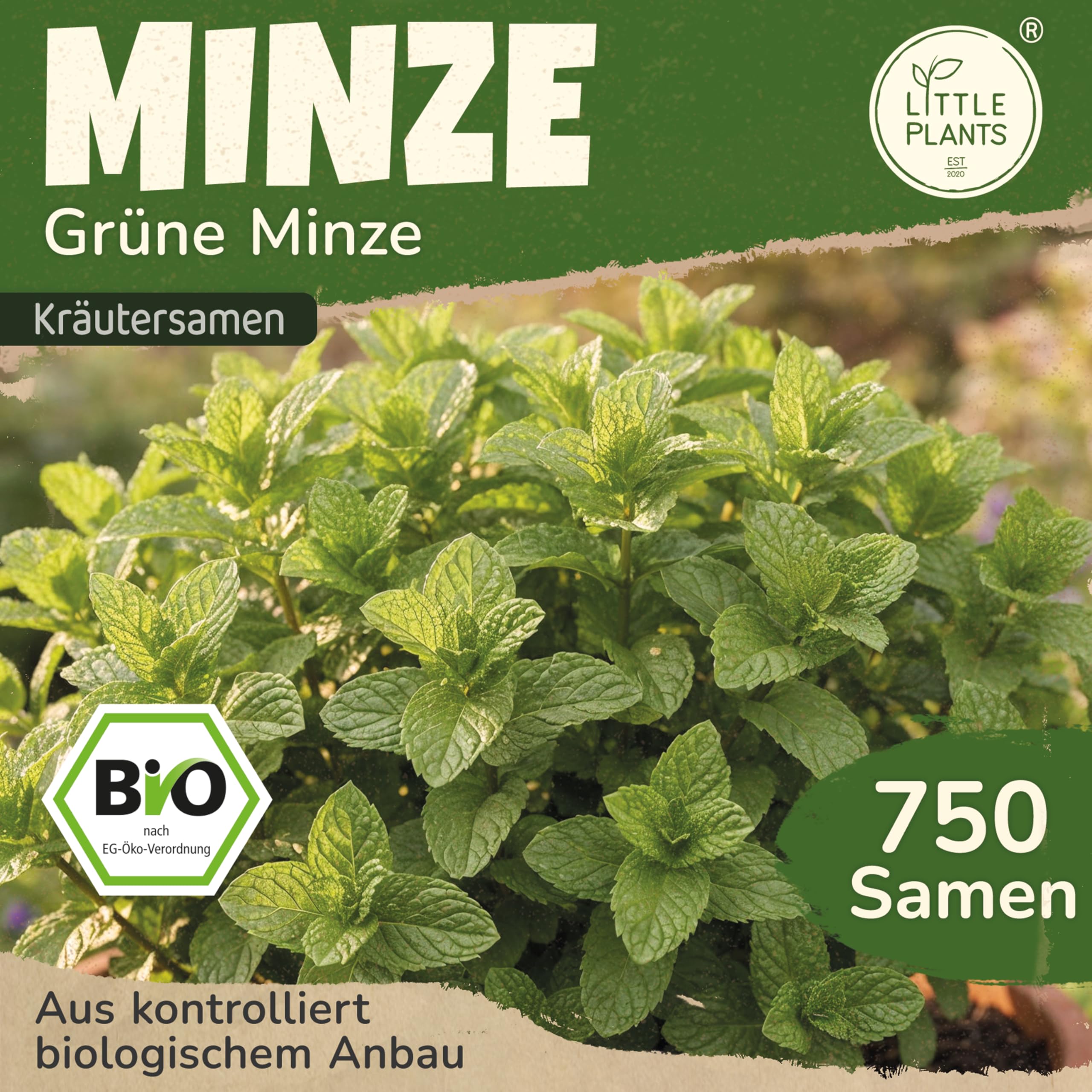 Little Plants BIO Minze Samen 750 Grüne Minze Kräutersamen für Kräutergarten Hochbeet Kräuter Samen für Küche, Balkon und Garten Küchenkräuter
