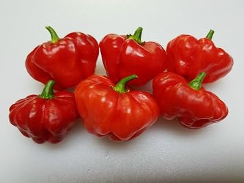 Aji Cachucha Purple Splotched Pepper Seeds 10+ Seeds