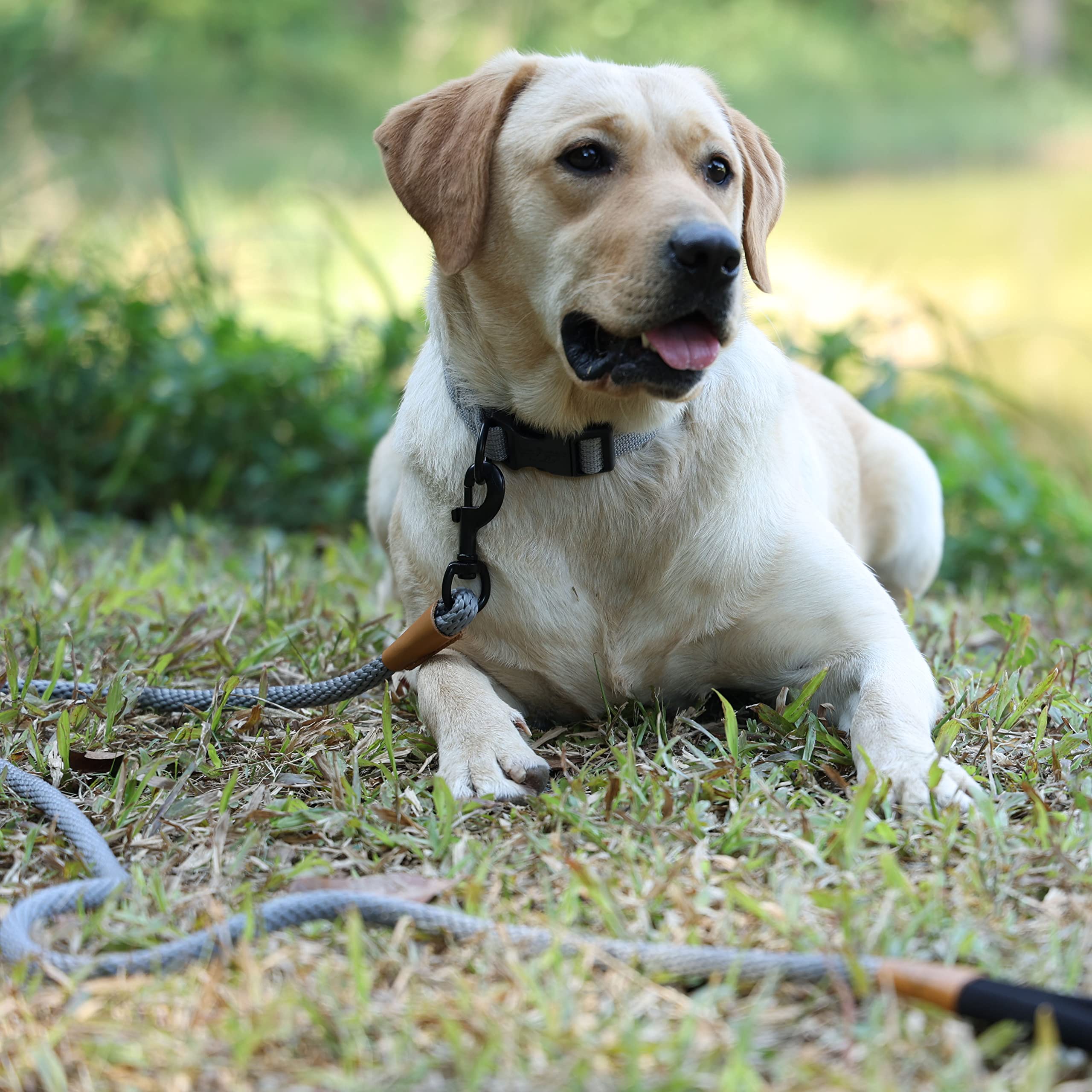 lynxking Guinzaglio per cani con corda antiscivolo, resistente, corda intrecciata, senza tirare, guinzaglio per addestramento per cani di taglia media, grande e piccola