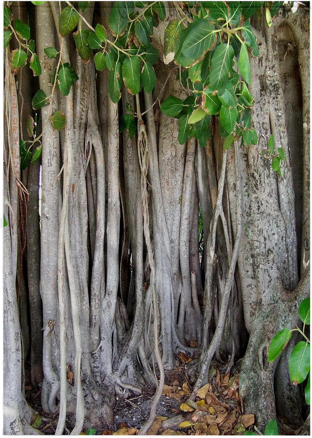 3dRose Aerial Roots of Giant Banyan ficus Tree 22x30 Bath Hand Pool Towel