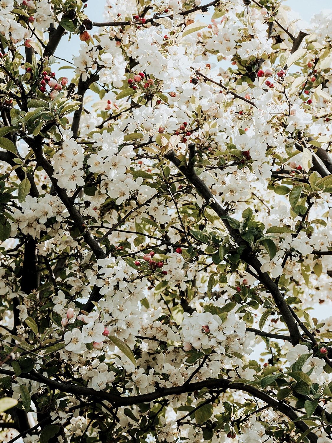 Winesap Apple Tree, Premier Size, Fruits 2 Years Faster, Largest Deliverable Size, 7 gal. Nursery Pot (Due to Agricultural Laws, we Cannot Ship to CA, AZ, AK, or HI)